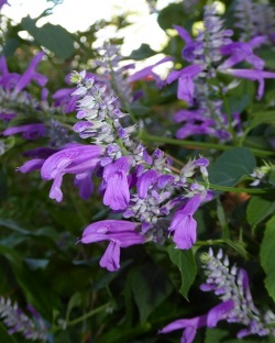 Purple Sage, Autumn Purple Sage, Salvia, Salvia purpurea